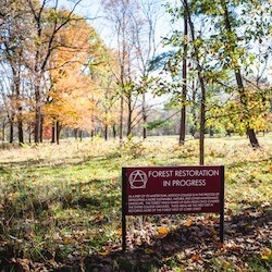 Image of the forest restoration project