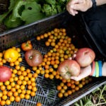 College’s Sustainable Dining and Grounds Programs Recognized