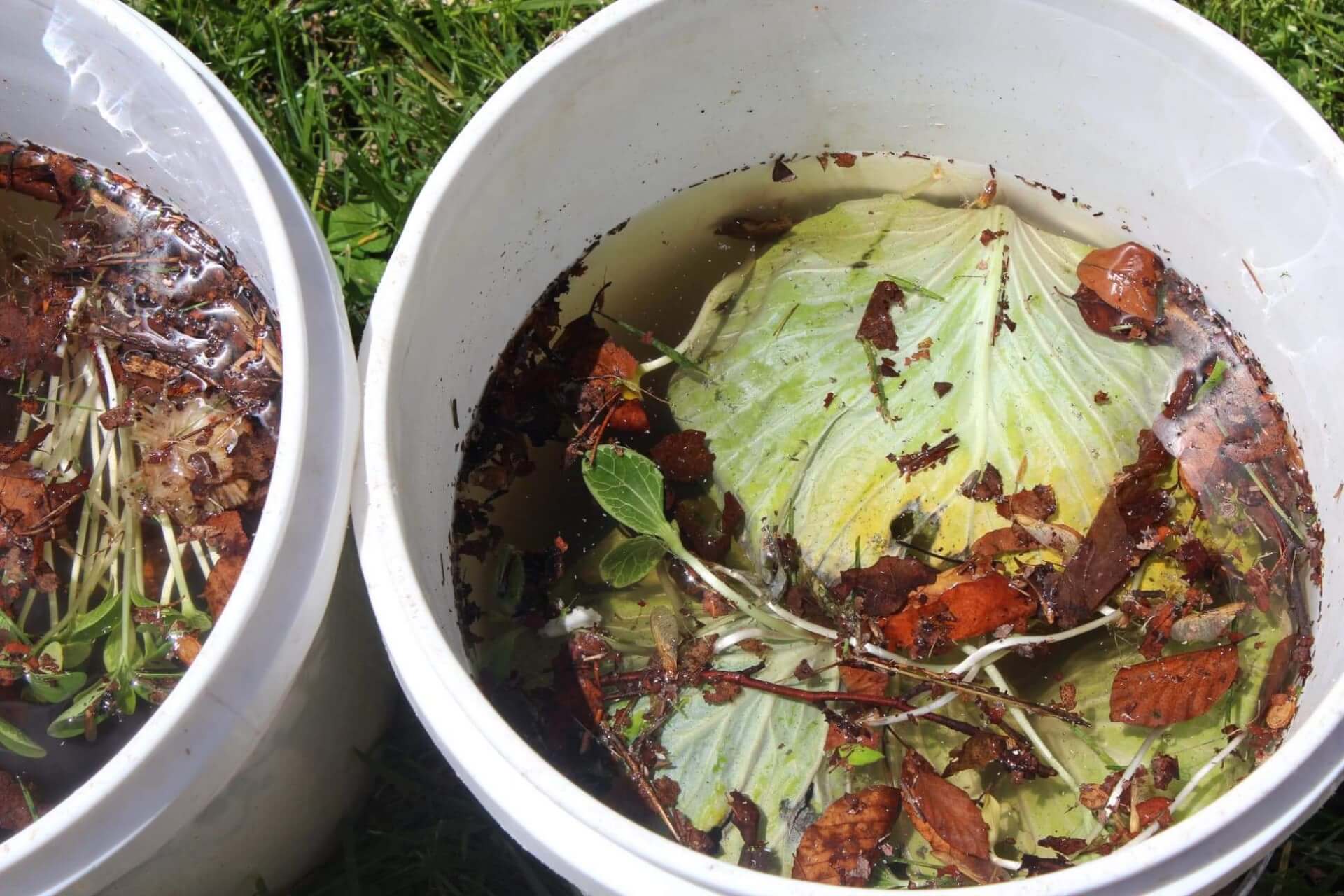 Two plastic buckets with water and compost.