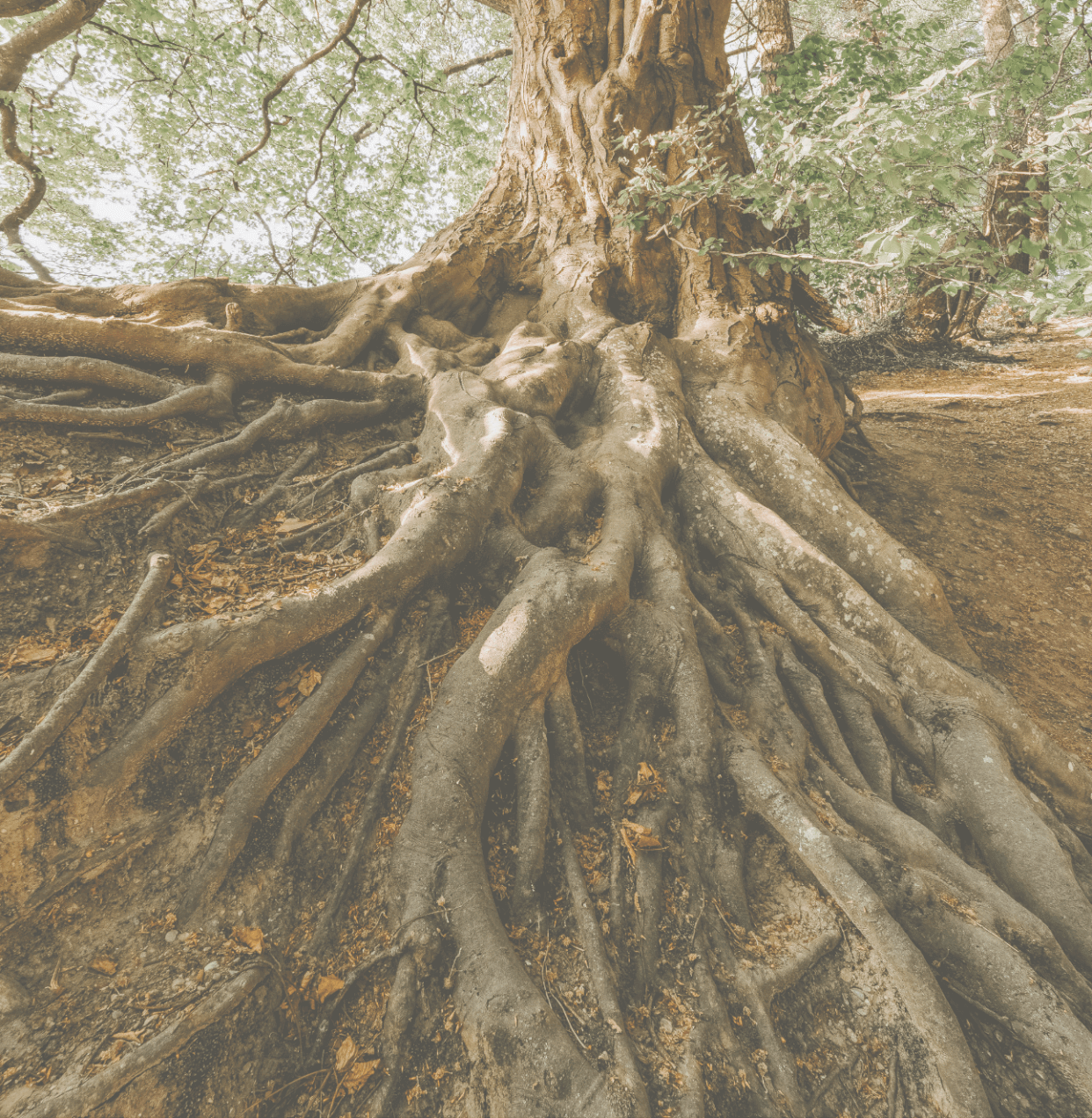 Root Photo