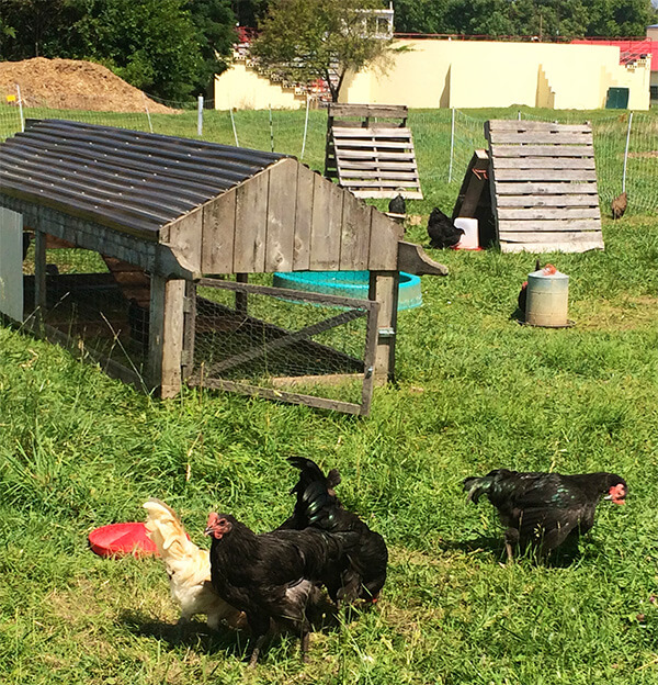 Chickens on the Antioch Farm