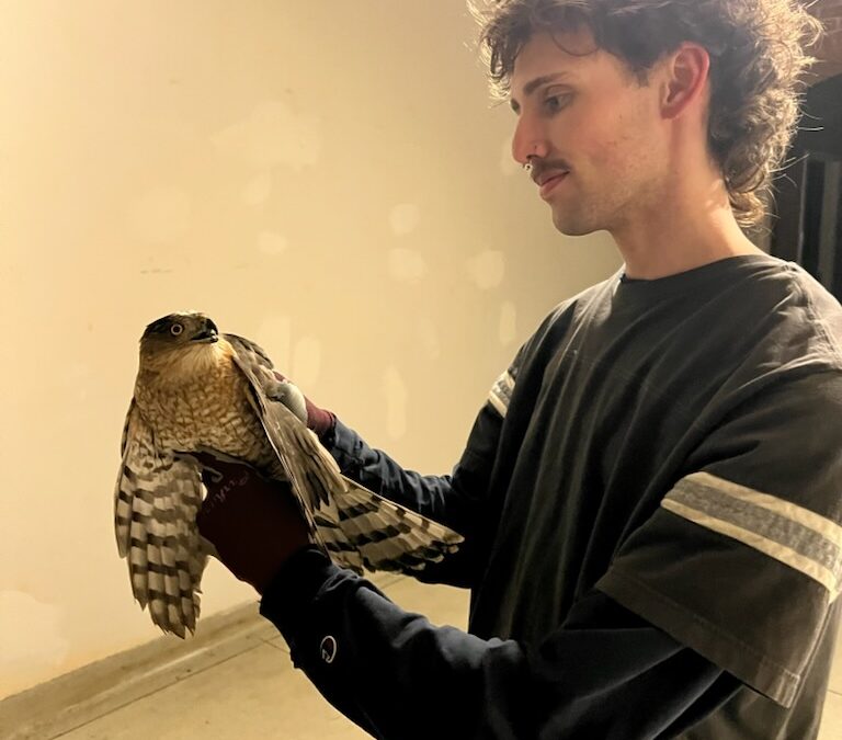 Student Helps Rescue Injured Cooper’s Hawk in Main Hall
