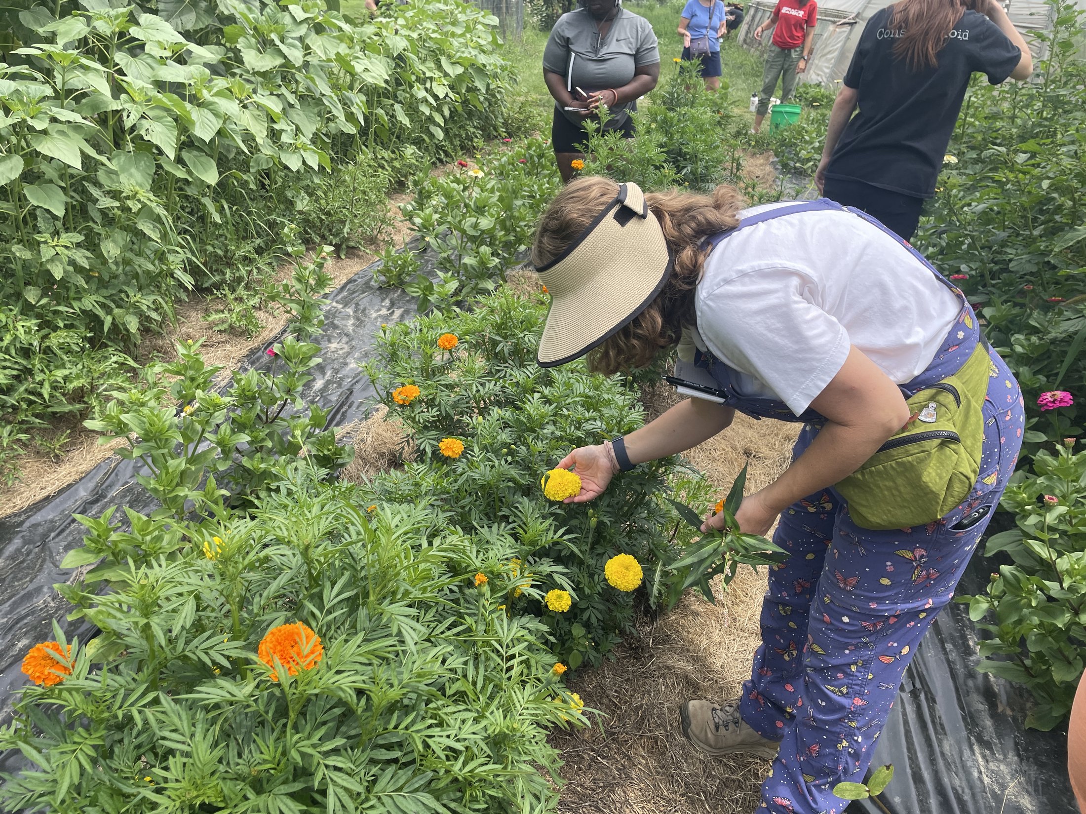 Participant picking marigold flowers in the cut flower garden